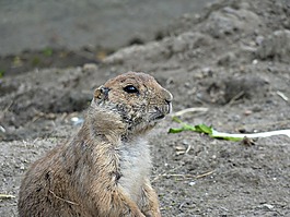 動物園,動物,性質(zhì)