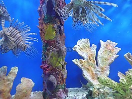 有毒的鱼儿,水族馆,鱼