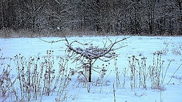 冬季,雪,性質(zhì)