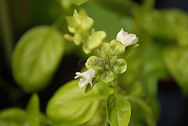 羅勒,開花,宏