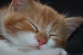 小貓,貓,睡眠