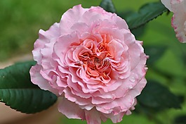 花,性質(zhì),廠