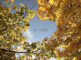 樹,森林,結(jié)算
