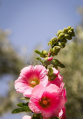 花,性質,廠