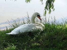 天鹅,草地,银行