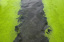 運河,水,泡沫