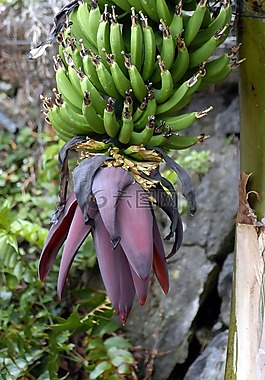 香蕉,性質(zhì),水果
