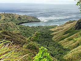 cetti 灣,關(guān)島,森林