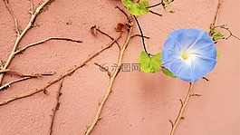 花,藍色,常春藤