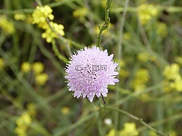 花,羅莎,春
