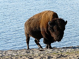 动物,性质,wisent