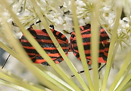 半翅目,臭蟲,graphosoma