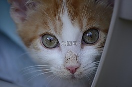 貓,動(dòng)物福利,宿醉
