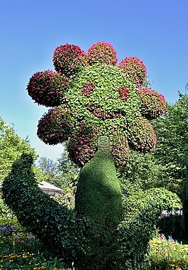 花,面對(duì),性質(zhì)
