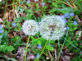 蒲公英,花卉,鮮花