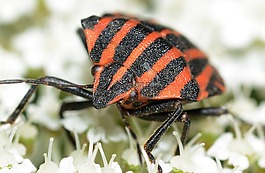 半翅目,臭蟲,graphosoma
