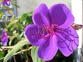 花,性質(zhì),廠