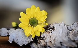 树的雏菊,花,厂