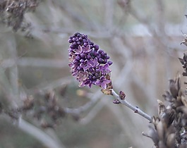 花,植物區(qū)系,自然