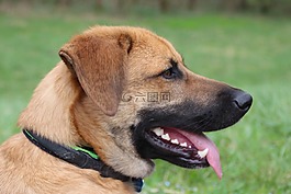 狗,簡介,野生動物攝影
