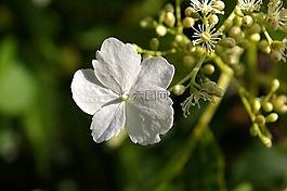 攀登,八仙花,開花