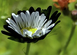 雛菊,白,野生花卉