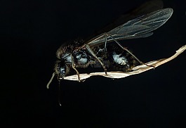 昆虫,害虫,飞