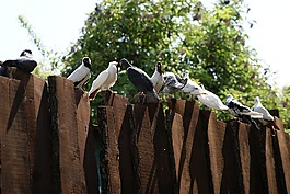 鴿子,鴿舍,鳥
