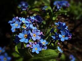 蓝色的花,花,蓝色