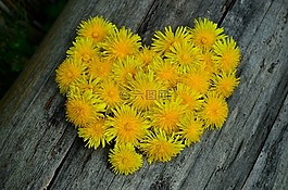 蒲公英,心臟,鮮花