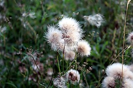 草甸,植被,性質(zhì)