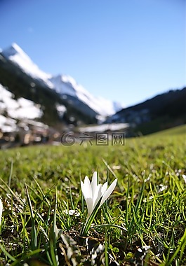 雪花蓮,花卉,阿爾卑斯山