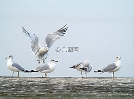海鷗,鳥,野生動(dòng)物