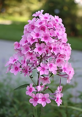 花,粉紅色,開花