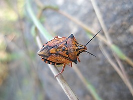 bug,昆蟲,動物