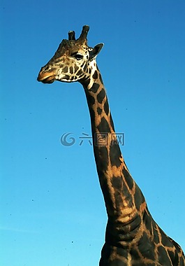 giraffee,野生動(dòng)物,非洲