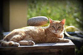猫,动物,menhir