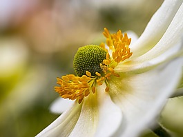 銀蓮花,hupenhensis,粳稻