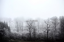 冬天,森林,凍結(jié)
