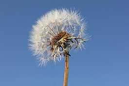 蒲公英,太陽(yáng),植物