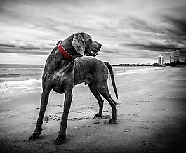 犬只,海滩,泰国