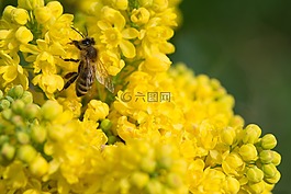 蜜蜂,花,黃色