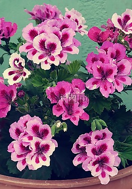 花卉,植物,性質(zhì)