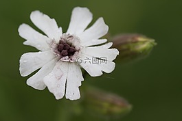 花卉,庭園,白花