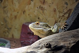 pogona,pogona vitticeps,胡子