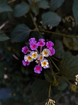 鮮花,植物區(qū)系,野花