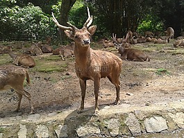 鹿,動物,自然