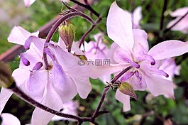 紫,鴿的,關(guān)閉