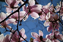 開花,廠,玉蘭