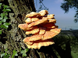 树,蘑菇,树上的蘑菇